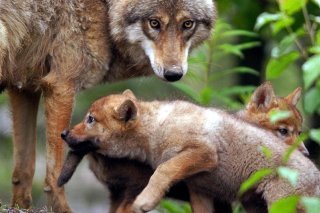 Selon les organisations signataires de la lettre ouverte à Albert Rösti, le projet d'ordonnance sur la chasse ne tient pas compte des garanties données par les autorités lors de l'approbation par le peuple, en 2020, de la loi révisée sur la chasse...